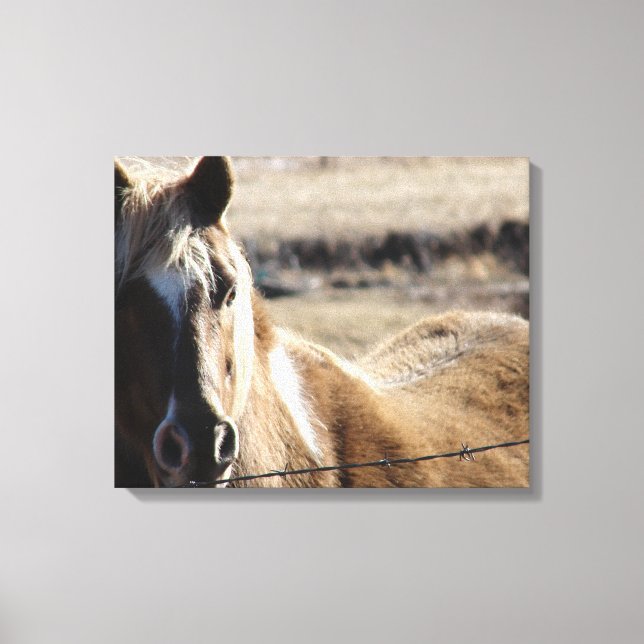 Pinto Pony Canvas Print (Front)