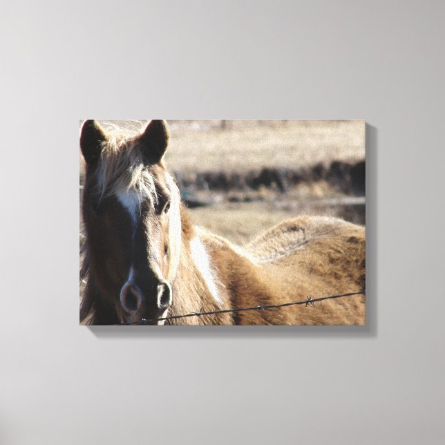 Pinto Pony Canvas Print (Front)