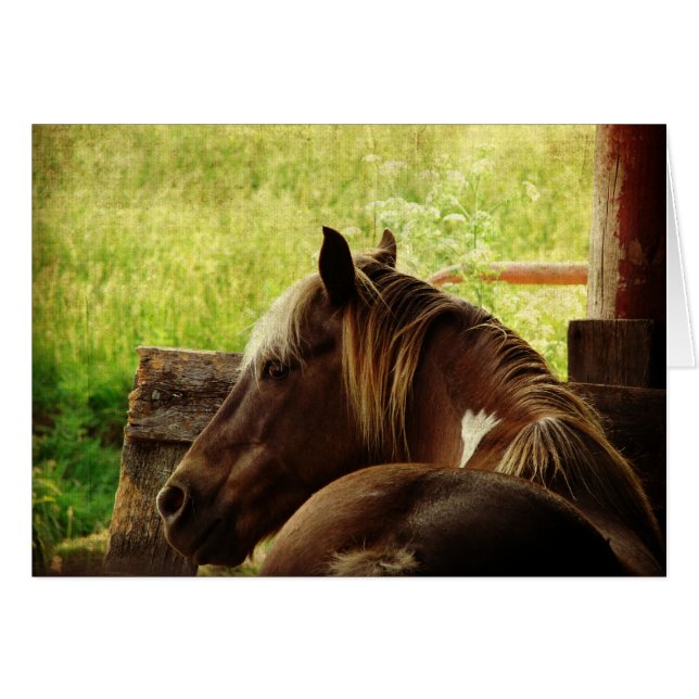 Pinto Pony Cards (Front Horizontal)