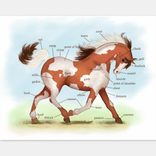 Pinto Pony Horse Educational Equine Anatomy Chart Sticker