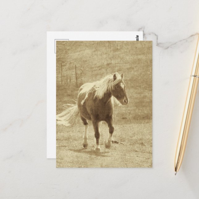 Pinto Pony in Sepia Postcard (Front/Back In Situ)