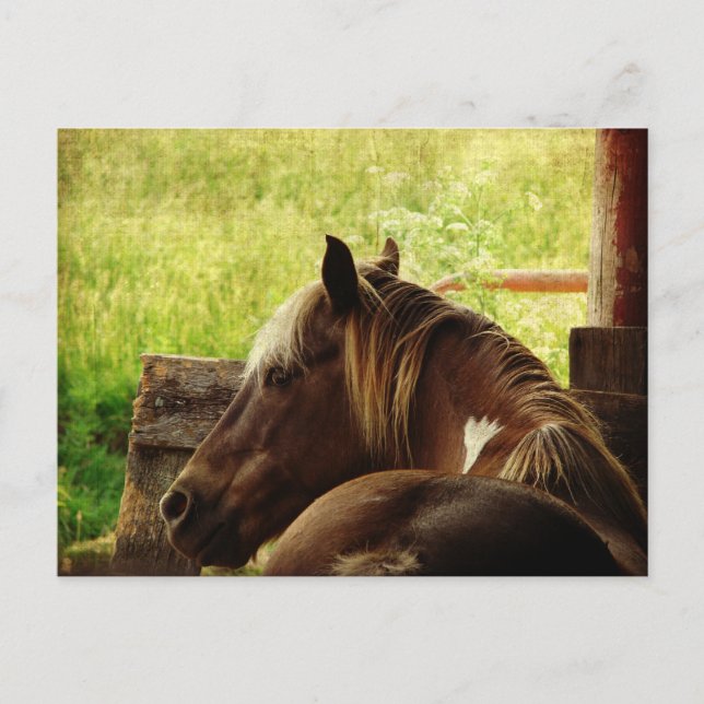 Pinto Pony Postcard (Front)