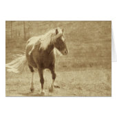 Pinto Pony Sepia (Front Horizontal)