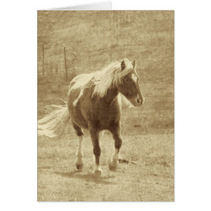 Pinto Pony Sepia, Father's Day