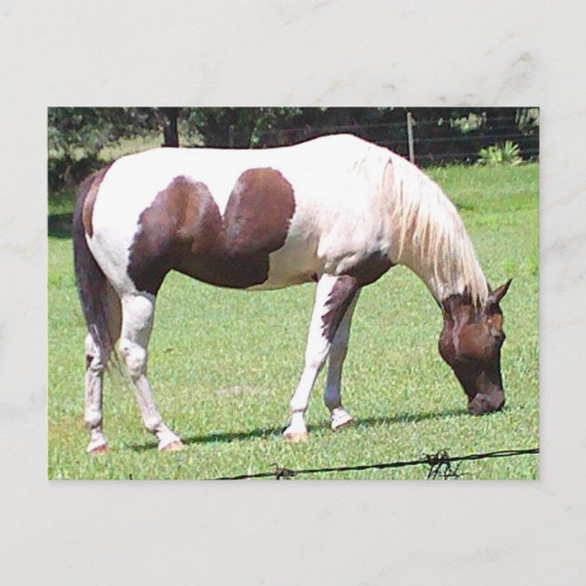 Pinto Postcard (Front)