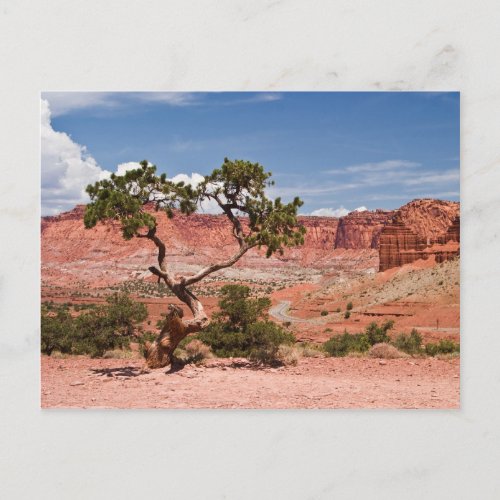 Pinyon Pine Tree Postcard