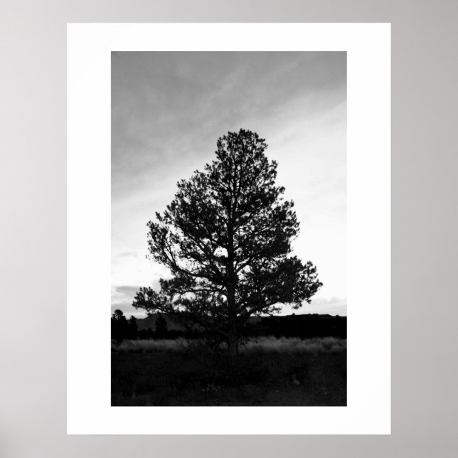 Pinyon Tree Silhouette Poster (Front)