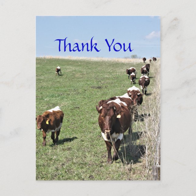 Pinzgauer Cattle 8371 Postcard- customize Postcard (Front)