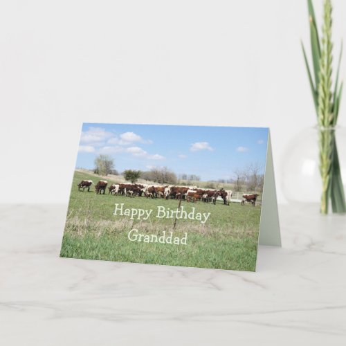 Pinzgauer cattle herd 8399_ customize any occasion thank you card