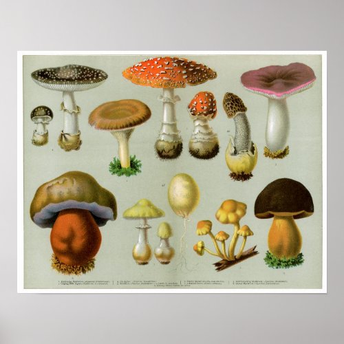 Piosonous Fungi _ Mushrooms and Toadstools Poster