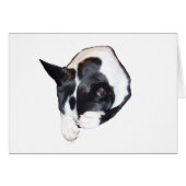 Piper - Sleeping (Front Horizontal)