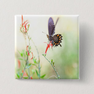 Pipevine butterfly in afternoon light button
