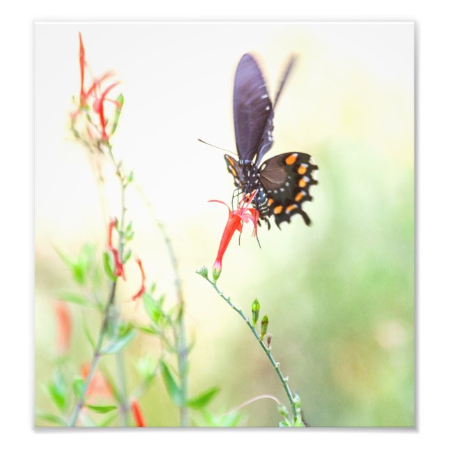 Pipevine butterfly in afternoon light photo print (Front)