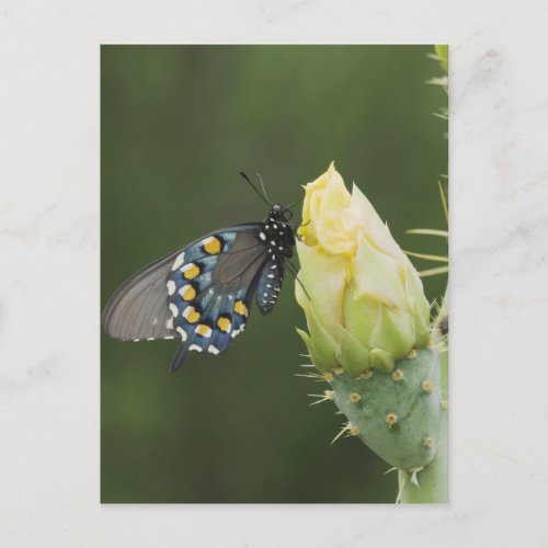 Pipevine Swallowtail Battus philenor adult on 2 Postcard