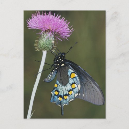 Pipevine Swallowtail Battus philenor adult on Postcard