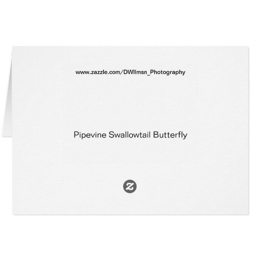 Pipevine Swallowtail Butterfly (Back Horizontal)