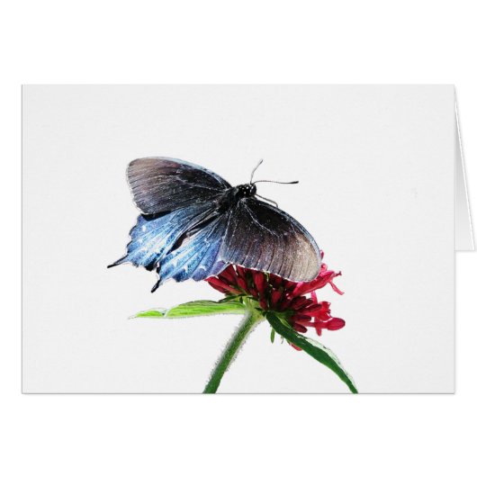 Pipevine Swallowtail Butterfly Cards (Front Horizontal)
