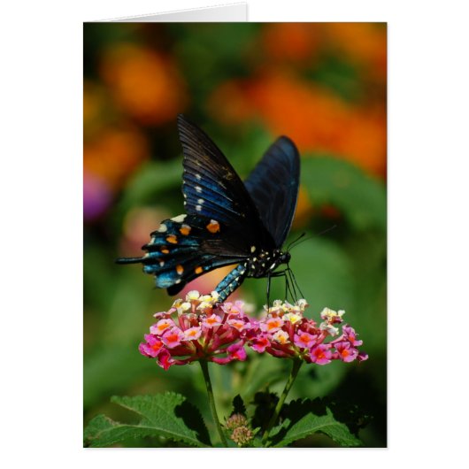 Pipevine Swallowtail Butterfly Cards (Front)