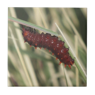 Pipevine Swallowtail Butterfly Caterpillar Ceramic Tile