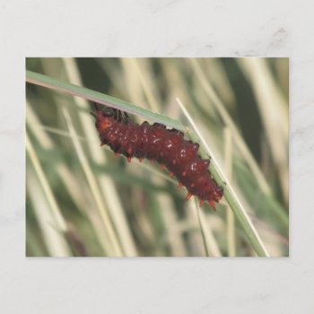Pipevine Swallowtail Butterfly Caterpillar Postcard by ingasi at Zazzle