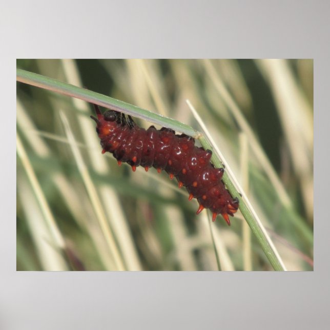 Pipevine Swallowtail Butterfly Caterpillar Poster (Front)