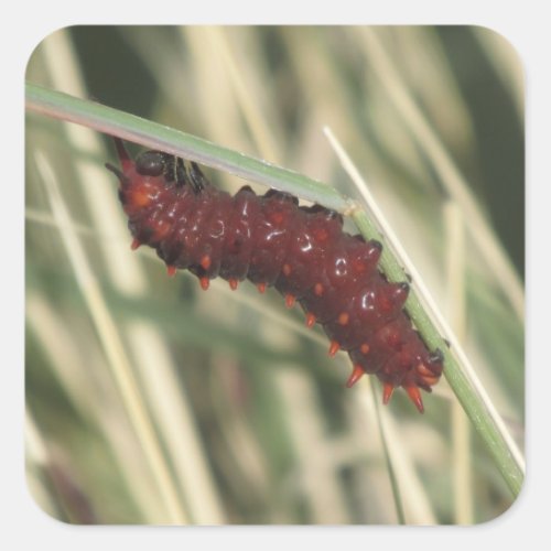 Pipevine Swallowtail Butterfly Caterpillar Square Sticker