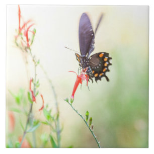 Pipevine Swallowtail butterfly in afternoon light Ceramic Tile