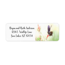 Pipevine  Swallowtail butterfly in afternoon light