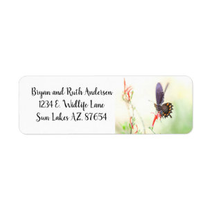 Pipevine Swallowtail butterfly in afternoon light Label