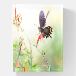 Pipevine Swallowtail butterfly in afternoon light Paperweight