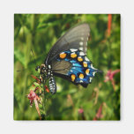 Pipevine swallowtail  butterfly magnet