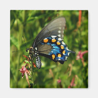 Pipevine swallowtail  butterfly magnet