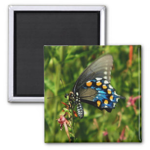 Pipevine swallowtail  butterfly magnet