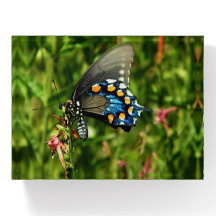 Pipevine swallowtail butterfly