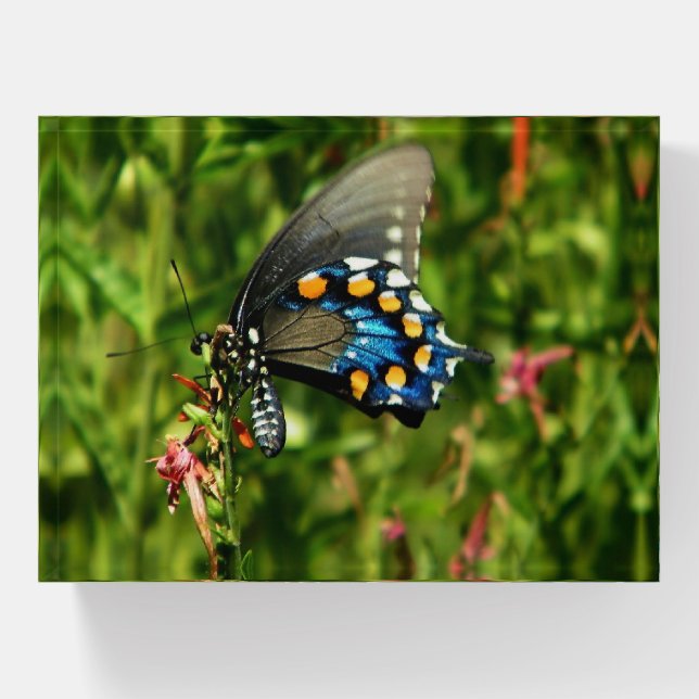 Pipevine swallowtail butterfly paperweight (Front)