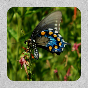 Pipevine swallowtail butterfly patch