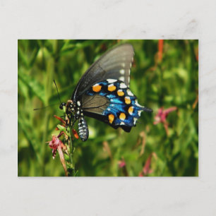 Pipevine swallowtail butterfly postcard