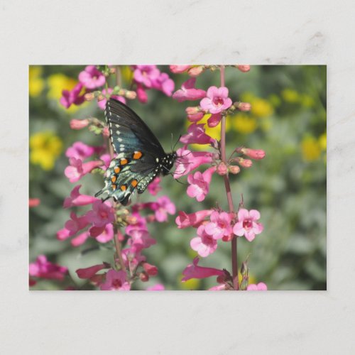 Pipevine Swallowtail Butterfly Postcard