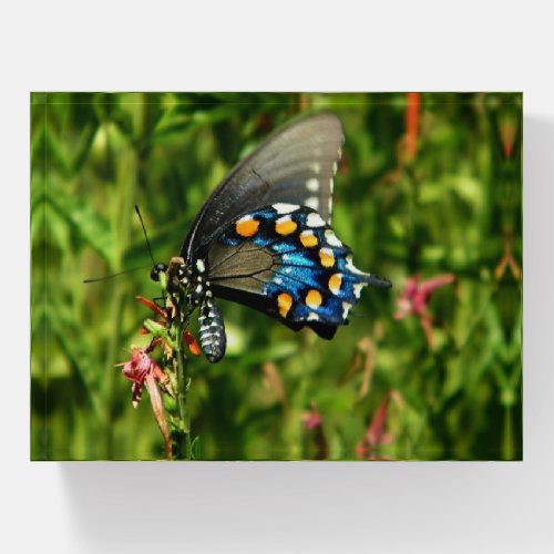 Pipevine swallowtail butterfly postcard paperweight