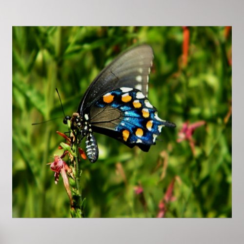 Pipevine swallowtail butterfly  print