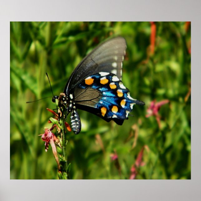 Pipevine swallowtail butterfly  print (Front)
