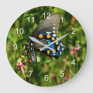 Pipevine Swallowtail Large Clock