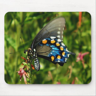 Pipevine Swallowtail Mouse Pad