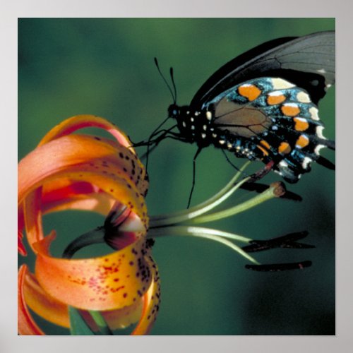 Pipevine Swallowtail Poster