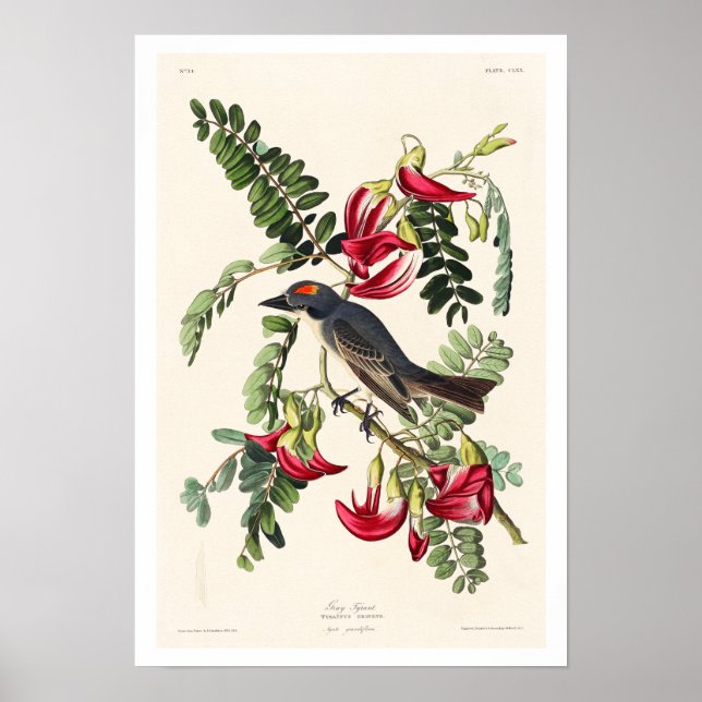 Piping Flycatcher by Audubon Poster (Front)