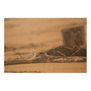 Piping Plover 36"x24" Wood Wall Art