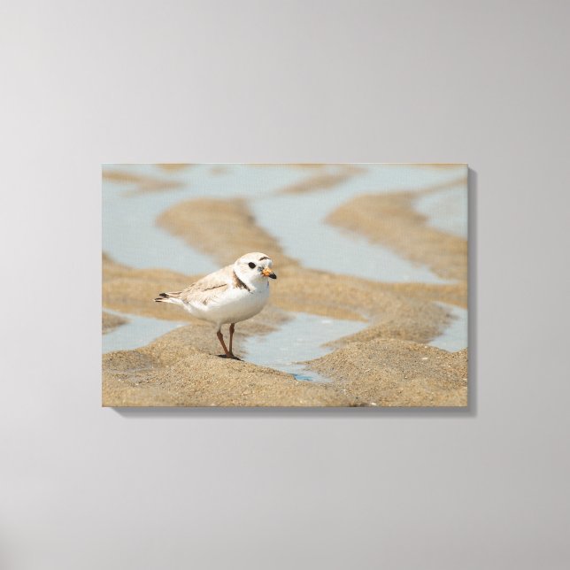 Piping Plover Canvas Print (Front)