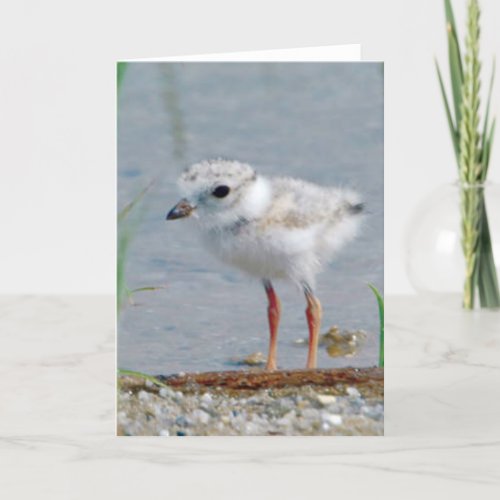 Piping Plover Card