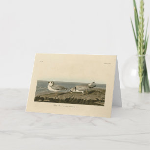 Piping Plover from Audubon's Birds of America Card