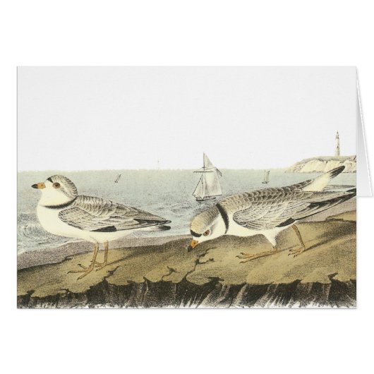 Piping Plover, John Audubon Cards (Front Horizontal)